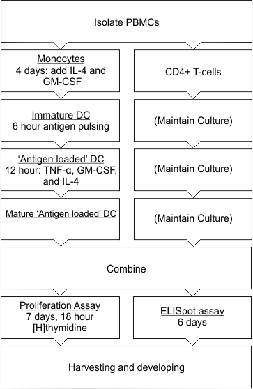 t-dependent antigen activation